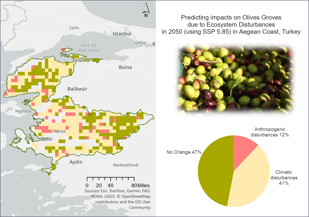 Projected olive tree survival rates under sustainable land management in Turkey’s Aegean region